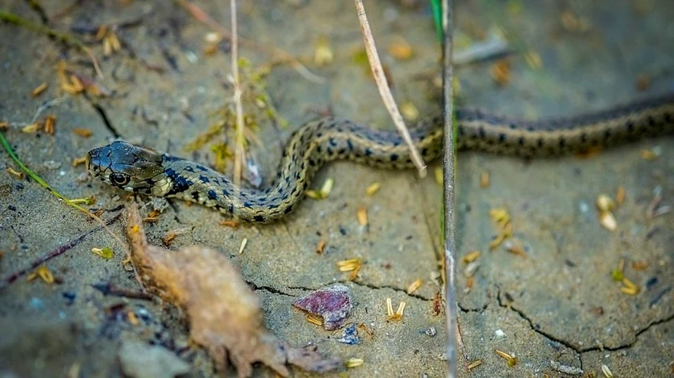 Ce a făcut un gorjean după ce a văzut o viperă căzută dintr-o mașină