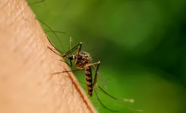 Pentru prima dată în Marea Britanie, cercetătorii au găsit un țânțar purtător de mai multe boli