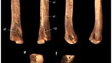 Fosilele „uitate” într-un muzeu dezvăluie cum arătau puii de T. rex