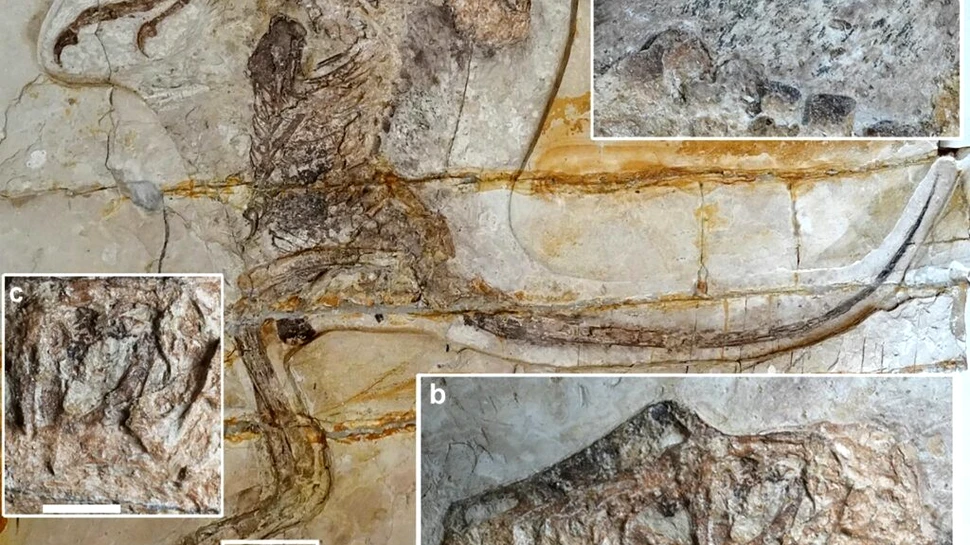 Măruntaiele unui dinozaur carnivor, descoperite într-o fosilă foarte rară