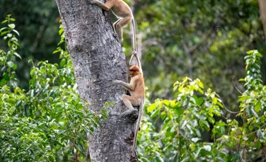 O maimuță „hibridă” misterioasă îi îngrijorează pe cercetători. În ce pădure se ascunde?