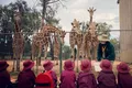 Mutangi, cea mai bătrână girafă din lume, a murit la 31 de ani