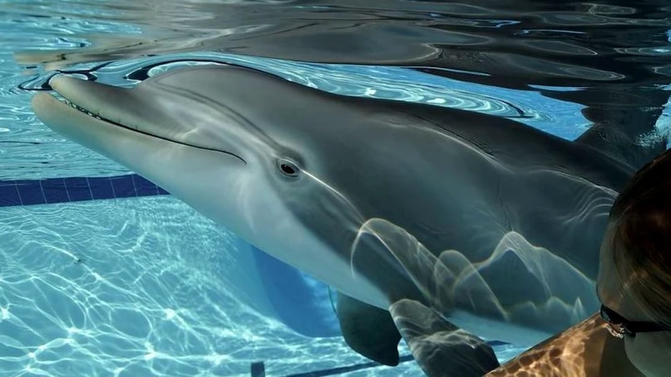 Delfinul robot care ar putea înlocui în curând animalele ținute în captivitate în parcurile acvatice