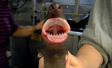 Dieta unei specii de rechin cu dinți neobișnuiți i-a luat prin surprindere pe oamenii de știință