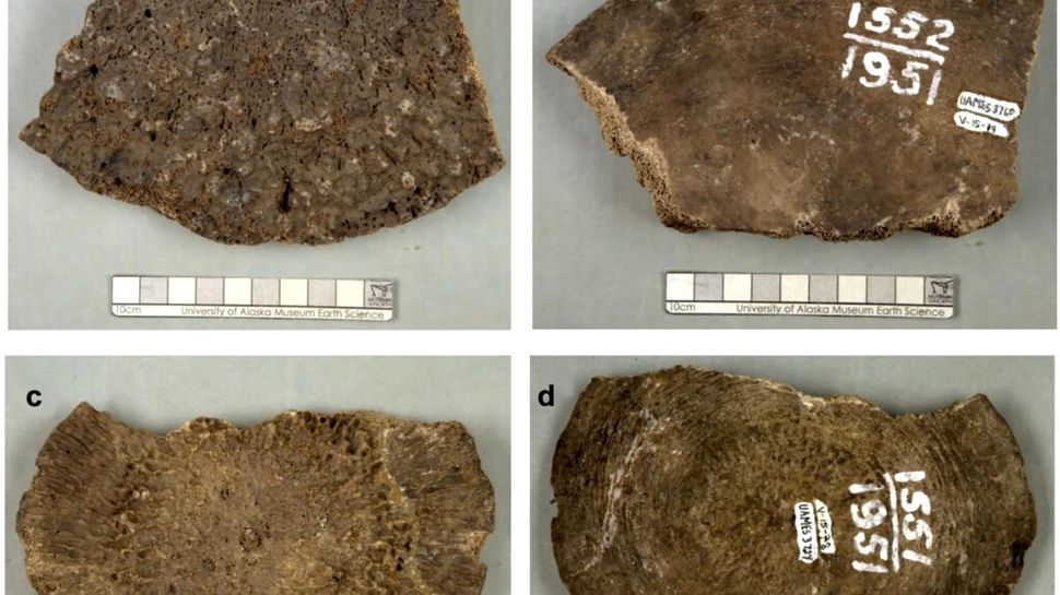 Cele mai tinere fosile de mamut găsite vreodată s-au dovedit a fi cu totul altceva