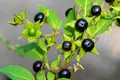 7 plante care nu trebuie atinse niciodată fără mănuși