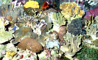 Ecranele solare anti-UV ameninta recifurile de corali