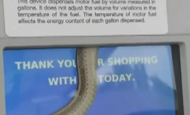 Un şarpe a rămas captiv într-o pompă dintr-o benzinărie. Clientă: Am crezut că e o farsă – VIDEO