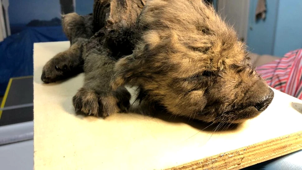 Lupii mumificați din era glaciară dezvăluie misterul strămoșilor câinilor moderni