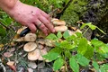 Cultivarea de ciuperci în grădină ar putea distruge biodiversitatea