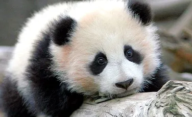 În China va fi creat un sanctuar pentru urşii panda. Va avea dimensiunile Belgiei