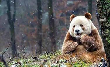 Quizai, singurul urs panda de culoare maro – Galerie Foto