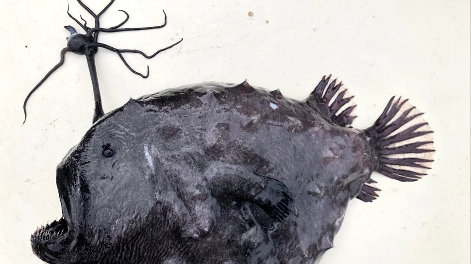 Un pește dintr-o specie rară și înspăimântătoare a eșuat pe țărmul din California