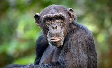 Până și cimpanzeii își pot schimba părerea dacă le arăți dovezi