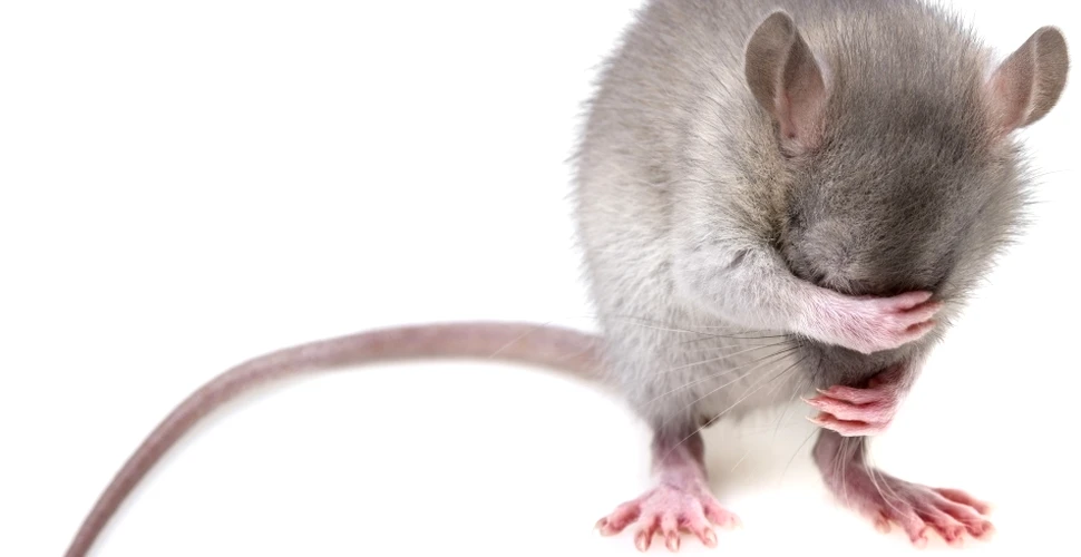 Un sentiment al animalelor, descoperit în premieră: ce emoţie surprinzătoare manifestă şobolanii?
