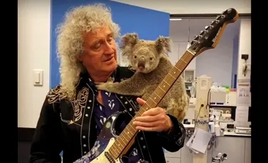 Brian May, chitaristul trupei Queen, a cântat pentru un koala salvat din incendiile din Australia – VIDEO