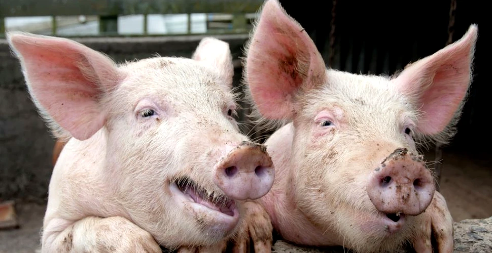De ce nu este bine să mâncăm carne de porc?