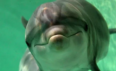 Delfinii sunt „persoane non-umane”, susţin experţii