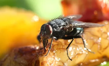 Pericolul uriaş pe care îl prezintă muştele în contaminarea hranei, confirmat de ştiinţă. Trebuie să arunci imediat mâncarea sau băutura daca s-au aşezat pe ele