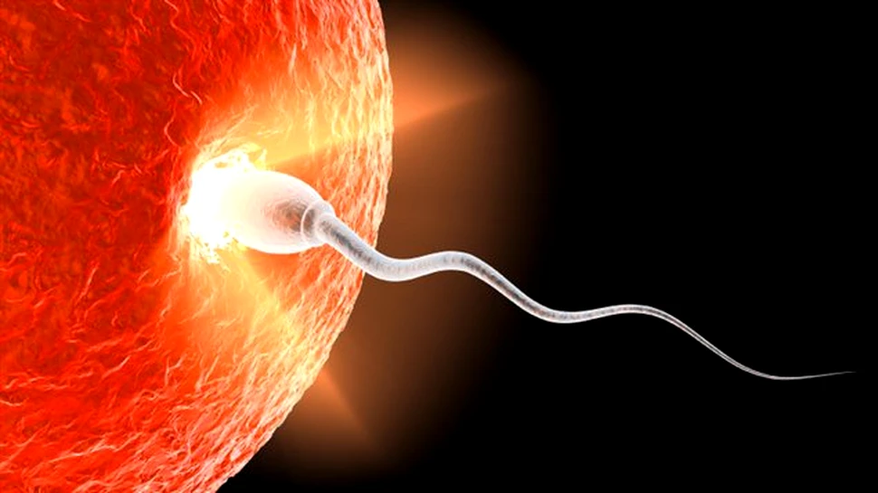 O spirală misterioasă a fost descoperită în coada spermatozoidului
