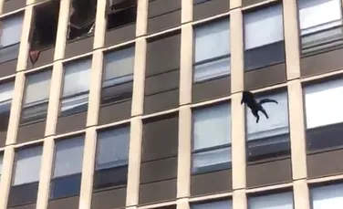 Imagini spectaculoase. O pisică a sărit de la etajul 5 al unei clădiri în flăcări și a scăpat cu viață