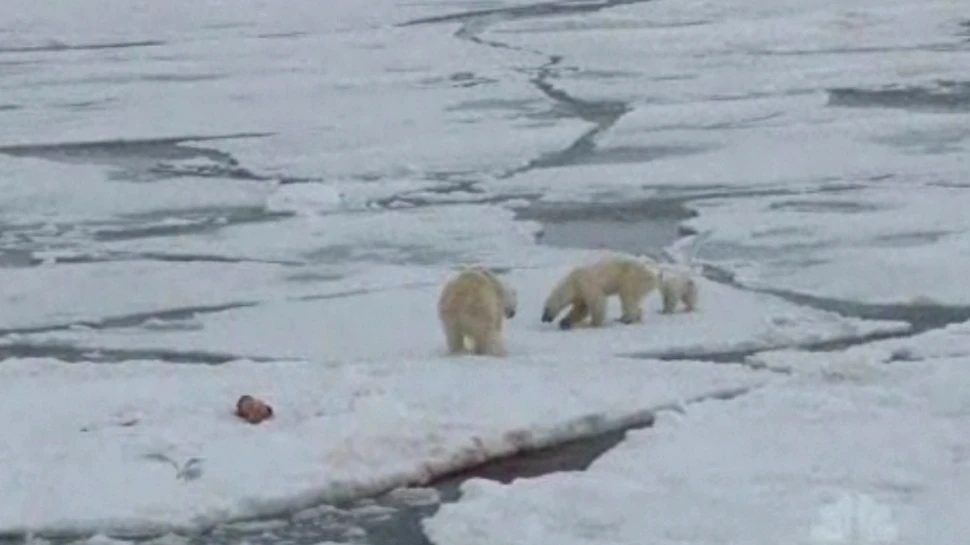 O femelă de urs polar înfometată provoacă un mascul la luptă pentru hrană (VIDEO)