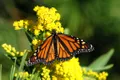 California a înregistrat cel mai mare număr de fluturi monarh din ultimii 20 de ani