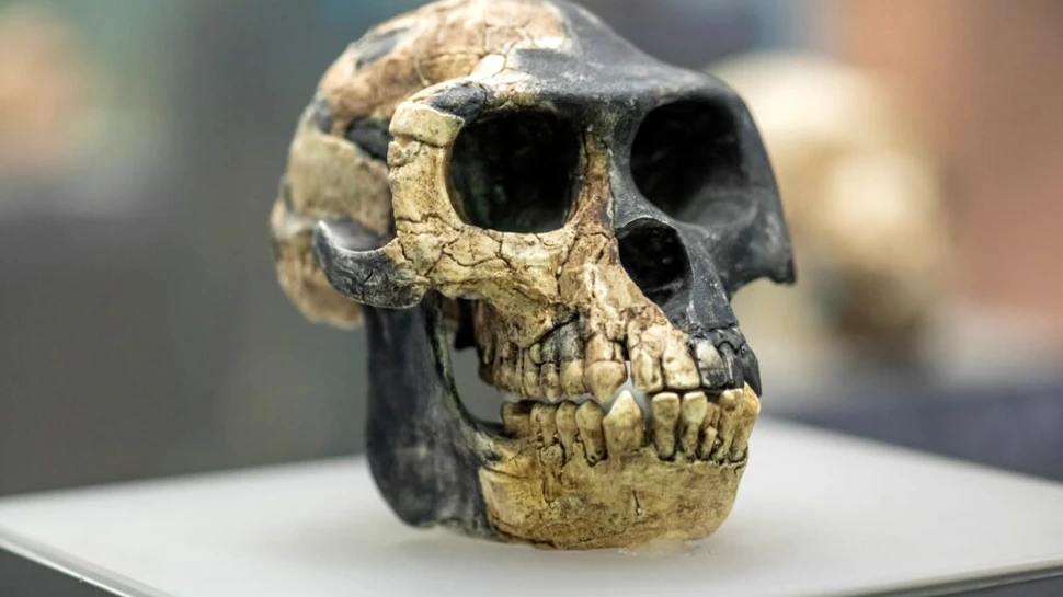 Neanderthalienii ar putea fi „vinovați” pentru sensibilitatea la durere