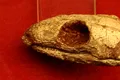 O reptilă mumificată de acum 289 de milioane de ani ne arată de ce respirăm așa cum o facem