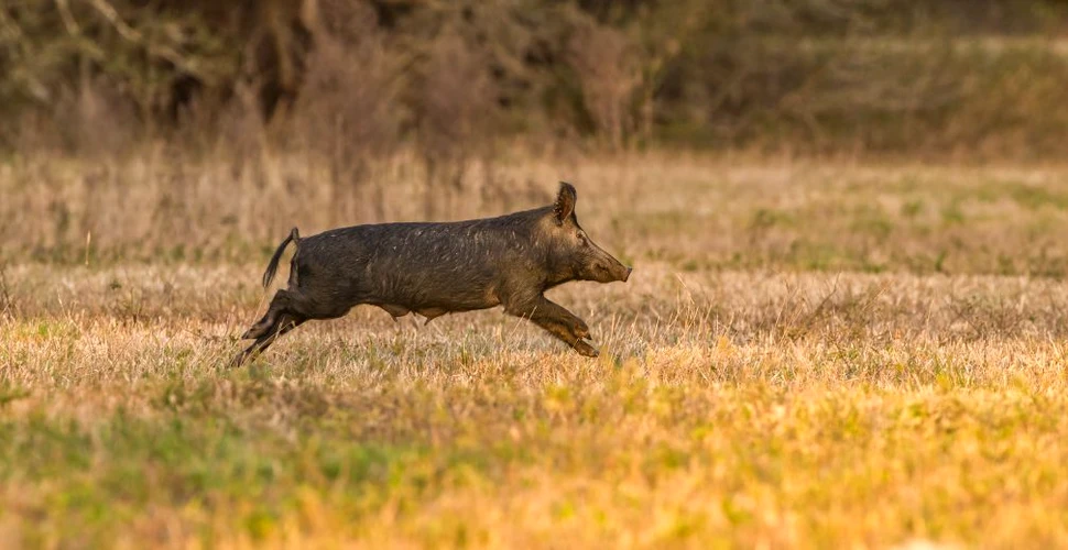 Porcii sălbatici contribuie masiv la schimbările climatice. Cum este explicat fenomenul