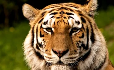Kazahstanul va reintroduce tigrii în fauna locală