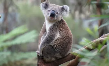 Dieta urşilor koala ar ucide majoritatea mamiferelor, însă genomul lor îi ajută să supravieţuiască