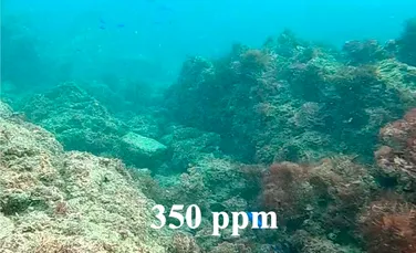 Acidificarea oceanelor distruge viața socială a peștilor de recif
