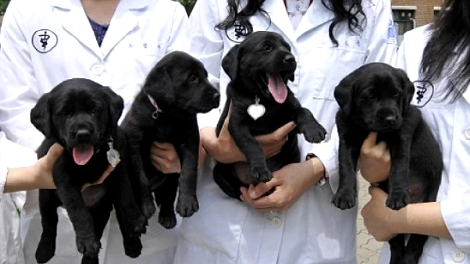 Cat esti dispus sa oferi pentru a-ti clona cainele?