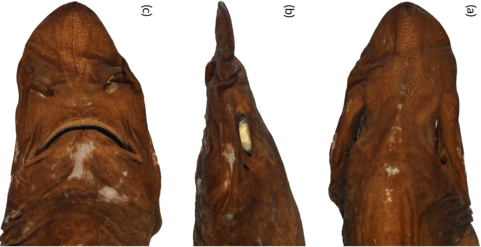 Rechinul „demon” cu ochii albi, descoperit în largul Australiei