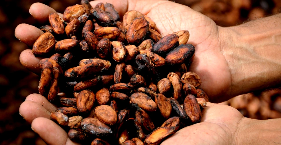 Mayaşii au utilizat ciocolata ca monedă de schimb