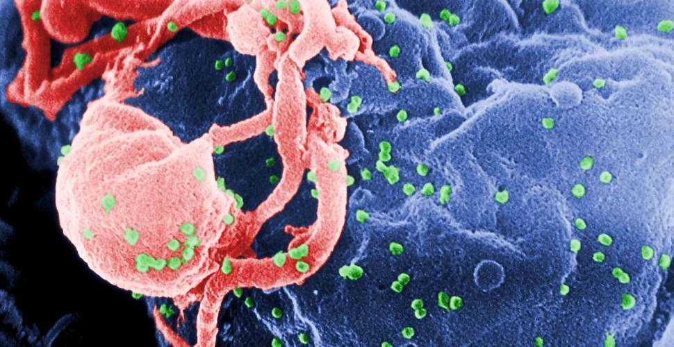 A fost creat anticorpul care poate ataca 99% dintre tulpinile virusului HIV