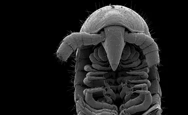 Primul miriapod adevărat are 1.306 picioare și vine din adâncul Australiei