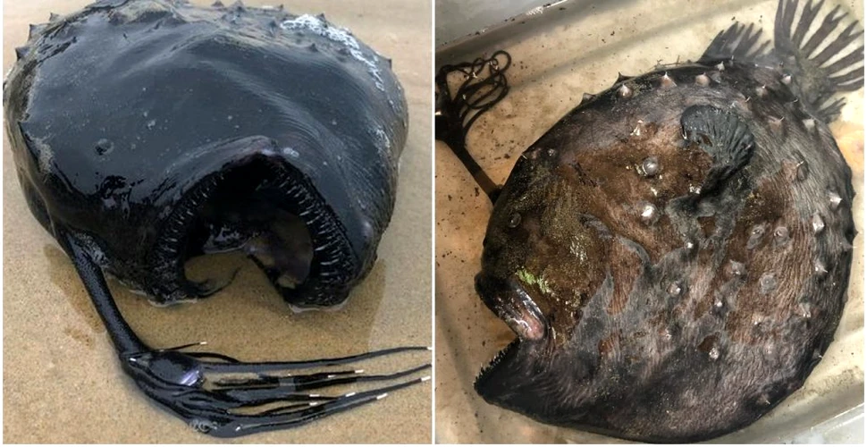 Un pește rareori văzut de oamenii de știință, descoperit eșuat pe o plajă din California