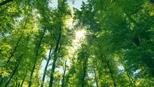 Concluziile unui studiu: Lăsați pădurile să se dezvolte pentru a capta carbon