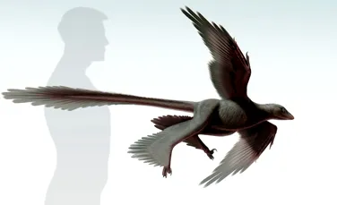 Dinozaurul cu patru „aripi” găsit recent în China este cel mai mare descoperit vreodată