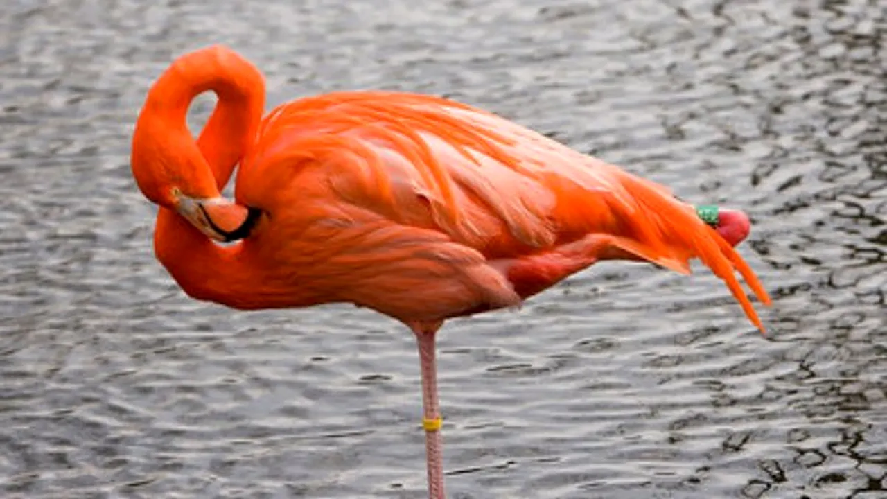 1-flamingo 