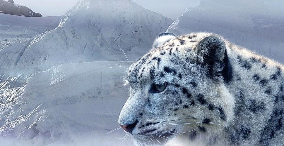 Faimosul leopard al zăpezilor nu mai este considerată o specie pe cale de dispariţie