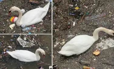 O imagine şocantă care a făcut înconjurul lumii şi descrie situaţia în care omul a adus natura: o lebădă caută prin gunoaiele din râul Tamisa
