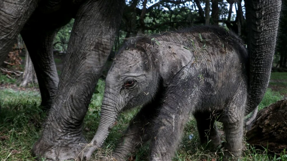 Un pui de elefant dintr-o specie aflată în pericol de dispariție s-a născut într-un parc natural din Indonezia