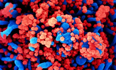 Un studiu global a identificat vulnerabilități comune la coronavirusurile SARS-CoV-2, SARS-CoV-1 și MERS