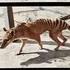 Tigrul tasmanian, dispărut în secolul XX, continuă să îi fascineze pe cercetători