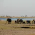 Ce rămâne după moartea unui elefant? Locul în care cade continuă să influențeze savana cel puțin opt ani