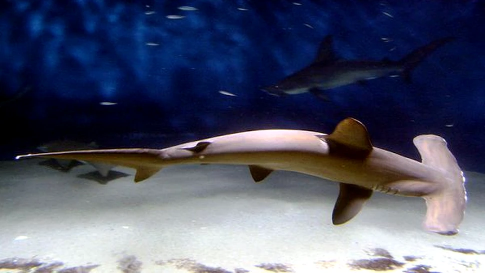 Rechinul-ciocan are un vaz de exceptie