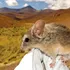 O specie de șoarece supraviețuiește la altitudini mai mari decât orice alt mamifer